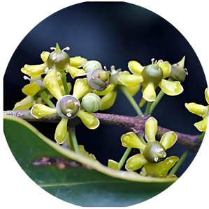 תמצית סלציה צ'יננסיס 10:1 אבקת סלציה פרינואידס תמצית ווצ'נגלונג איכותית טהורה טבעית ברמת מזון - Product Image 2