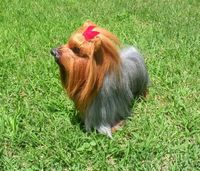 Realistic Plush Dog Model Lifelike Yorkshire Dog With Rabbit/Goat Fur Yorkshire Toy
