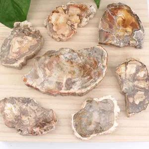 Petrified Natural Wood Fossil Slice Polished Wooden Petrified Fossil Pieces