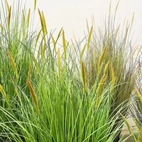 Herbe artificielle en forme de queue de chien, roseau, herbe à aiguilles dorées, plante bonsai, décoration de sol pour vitrine intérieure, plante en pot