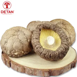 Penjualan Laris 100% Jamur Alami Organik Kering Reishi Jamur Shiitake untuk Dijual