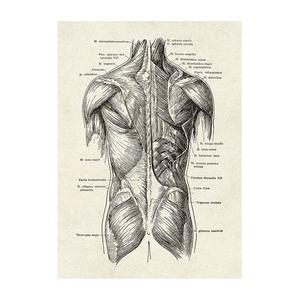 Organes du <span class=keywords><strong>corps</strong></span> <span class=keywords><strong>humain</strong></span> et pièces de squelette analyse affiche toile peinture moderne décoration de la maison peinture en gros - Product Image 5
