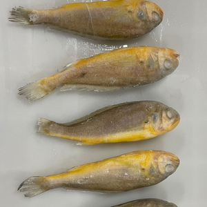 Hoang Dã đánh bắt Vàng croaker | Halal chứng nhận, bền vững có nguồn gốc & tùy chỉnh bao bì cho bán buôn toàn cầu - Product Image 2