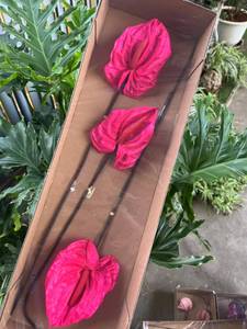 Zante 3 pièces à la main Anthurium préservé mariage fleurs séchées décoratives tendance fleur éternelle pour la saint-valentin <span class=keywords><strong>prix</strong></span> usine - Product Image 2