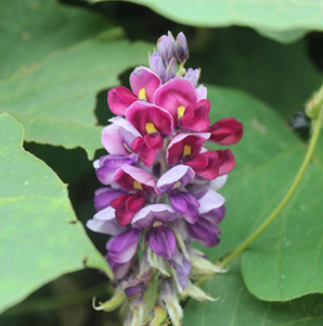 ดอกกวาวเครือ ชื่อเรียกในภาษาจีนว่า จีหัวฉะ  ชาดอกกวาวเครือ  ชาเพื่อสุขภาพ  ชาดอกกวาวเครือแท้ - Product Image 6