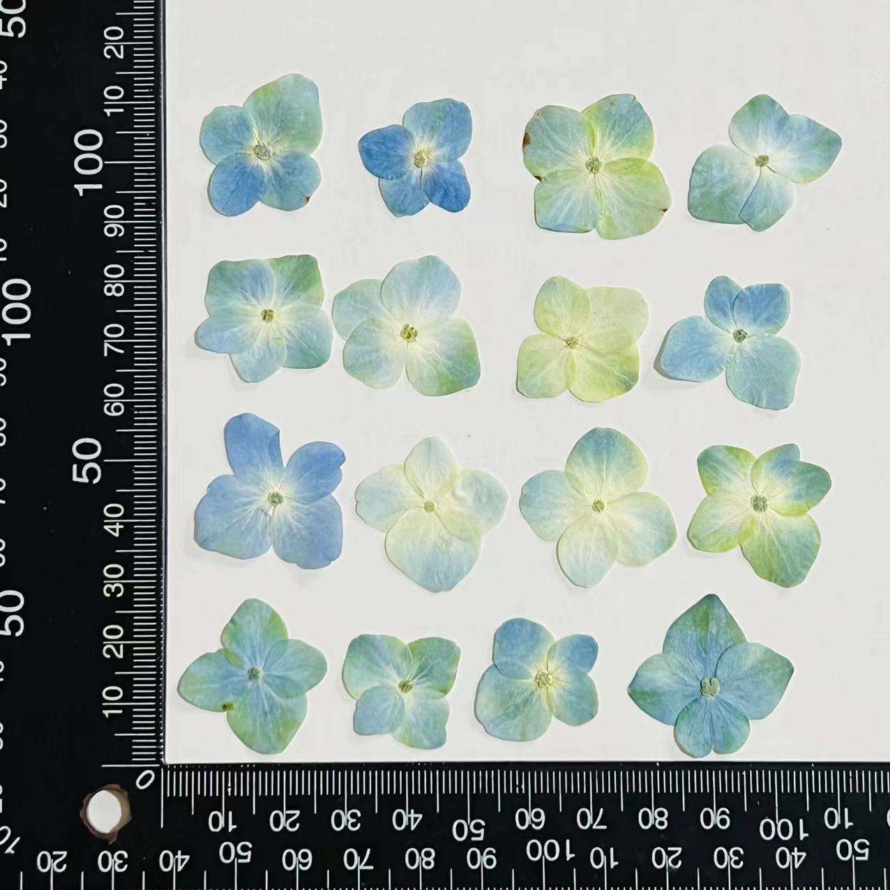 Hortensia bleu et vert (12 fleurs par paquet)