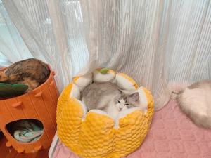 USMILEPET Citrouille populaire Halloween Produits pour animaux de compagnie Lits pour chiens Matelas de chaleur de luxe Sommeil Nid pour animaux de compagnie pour chats quatre saisons - Product Image 6