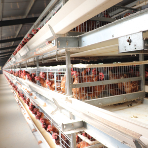 Juego de recolección de huevos de limpieza de estiércol de alimentación automática de 3 niveles para 96 pollos Gallinero de control remoto para cría de aves de corral - Product Image 4