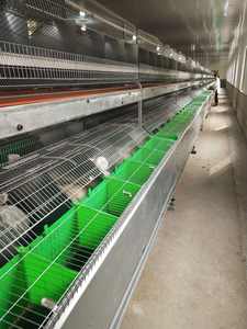 Nuova Gabbia per Conigli Multi-Livello Commerciale Tipo A in Acciaio per Allevamento all'Aperto con Sistema Automatico di Alimentazione e Abbeveraggio - Product Image 3