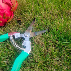 Sécatrices à diamants apparents en acier inoxydable 45 mm, forme coudée, poignée antidérapante pour la taille des bourgeons et des épines de fruit du dragon - Product Image 3