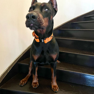 Collar de entrenamiento al aire libre para perro, suministros para mascotas con logotipo personalizado, hebilla de liberación rápida de Metal duradero, ajustable, impermeable, de PVC - Product Image 5