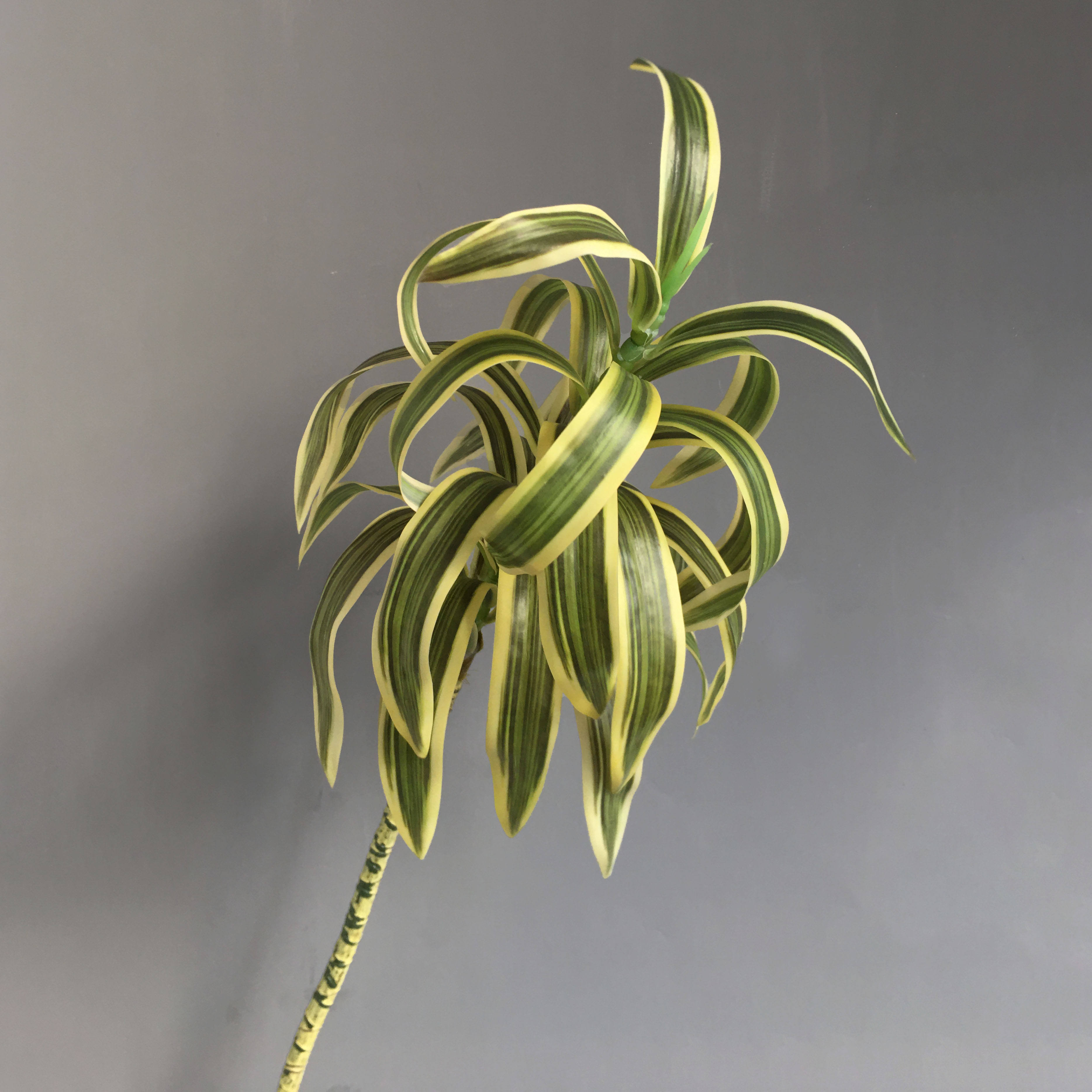 Dracaena Reflexa