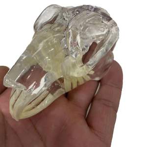 Modelo Anatómico Transparente de Dientes y Mandíbula de Perro/Gato/Conejo para Educación Dental, Uso Veterinario y Decoración - Product Image 2