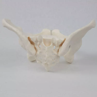 Modelo de pelvis femenina de tamaño real Modelo de anatomía femenina flexible Modelo de Anatomía de pelvis de hueso de cadera Educación científica