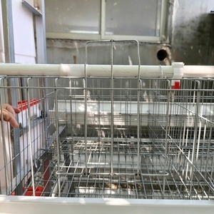 Gabbia Automatica per Galline Ovaiole per Allevamento Avicolo, Risparmia Manodopera e Migliora l'Efficienza - Product Image 4