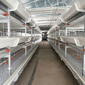 Solutions personnalisées d'élevage de poulets de chair : Équipement de cages en batterie pour poulets de chair, <span class=keywords><strong>type</strong></span> H, avec mangeoire et abreuvoir automatiques à 3 niveaux, pour 50 000 poulets - Product Image 3
