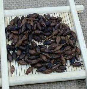 Ulk Supply-brotes de maltas para té de hierbas, - Product Image 2