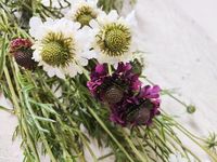Bunga Scabiosa Atroupurpurea Buatan 5 Tangkai 74cm untuk Dekorasi Pernikahan dan Rumah (Grosir)