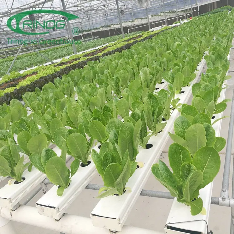 Trinog serra agricola nft gully hydroponics sistema di coltivazione agricoltura indoor per hydro-farm