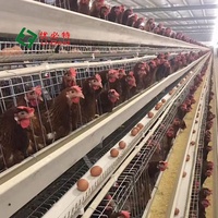 Prix Avantageux Système d'Élevage Cages de Poules Pondeuses Équipement Avicole pour Ferme de Poulets