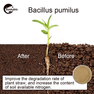 2025 Bán hàng nóng Hữu Cơ phân bón Probiotics <span class=keywords><strong>bacillus</strong></span> <span class=keywords><strong>pumilus</strong></span> thức ăn <span class=keywords><strong>bacillus</strong></span> <span class=keywords><strong>pumilus</strong></span> bột - Product Image 4