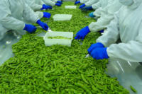 Légumes surgelés IQF, edamame salés ou non pelés, graines de soja