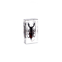 Presse-papiers en résine artisanale avec spécimens d'insectes, scorpions et autres animaux, présentoirs scientifiques faits à la main en résine transparente, taxidermie d'insectes