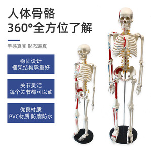 Modèle de squelette humain de 85 cm FRT009 en PVC, avec points d'origine et d'insertion musculaire verticaux, spécimen médical - Product Image 2