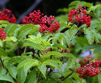 Fournisseur de l'extrait pur de fruits d'églantier, poudre naturelle d'églantier