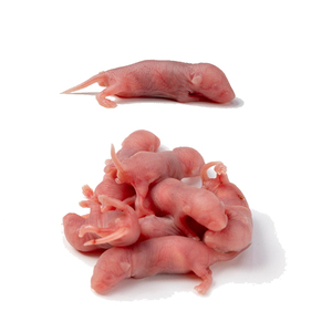 Ratones enteros liofilizados para alimentar zorrillos, mapaches, coatis, ringtails, kinkajús, olingos, cacomistles - Product Image 1