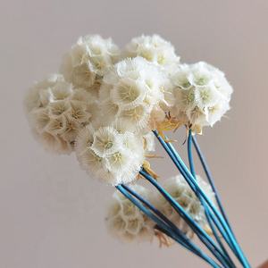 Flor Seca Popular de Fábrica, <span class=keywords><strong>Scabiosa</strong></span> Natural Preservada para Decoración del Hogar - Product Image 2