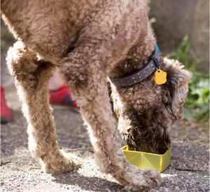Cuenco de viaje plegable de silicona portátil para perros al por mayor del fabricante - Product Image 2