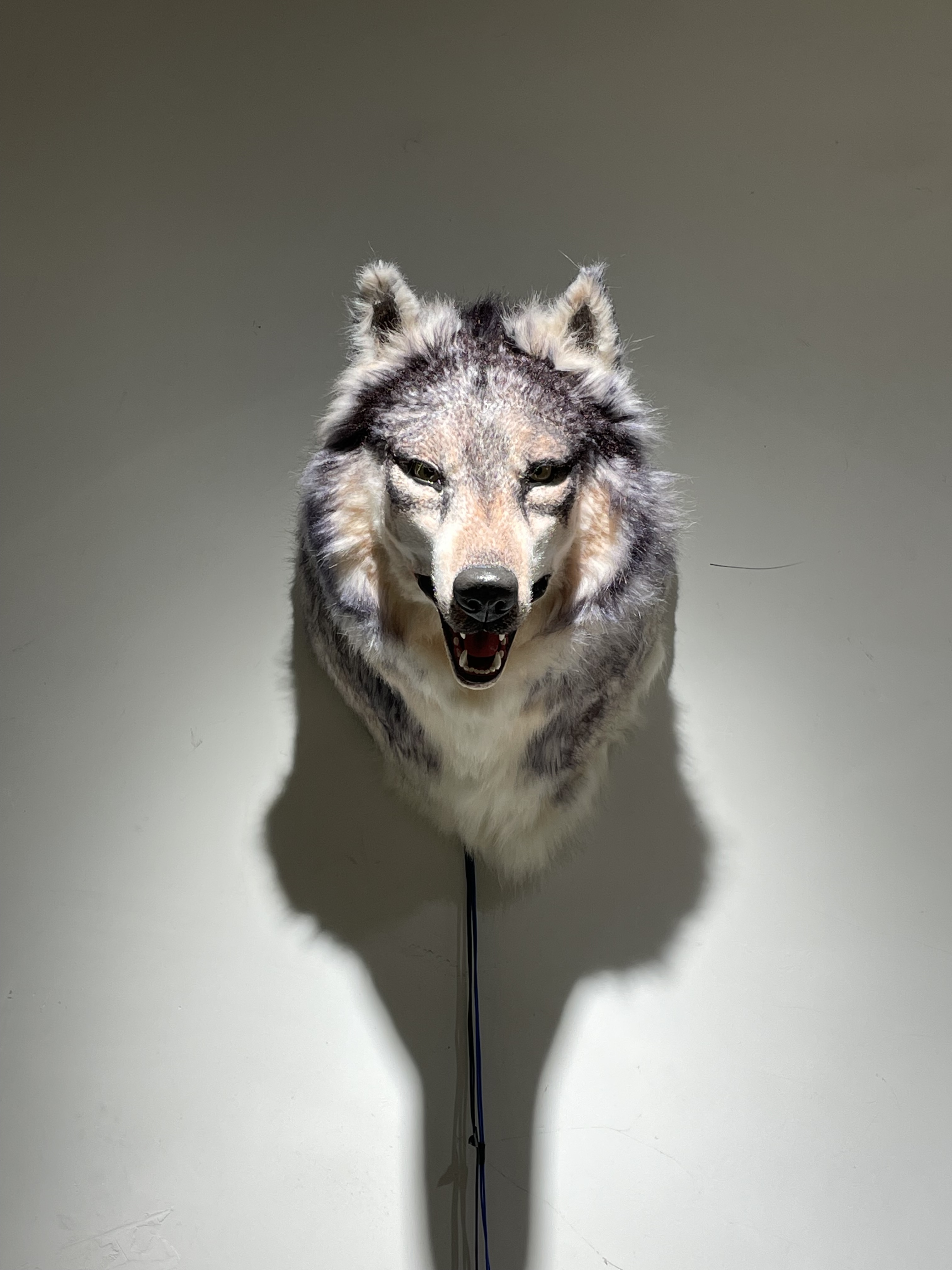 「WOLF’S」/「HEAD」 Realistic Animatronic Wolf Head - Perfect for Exhibitions