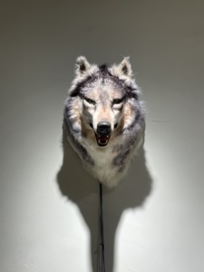 Cabeza de Lobo animatrónico realista, modelo de simulación para exposición - Product Image 3