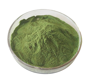 Hochwertiger Kräuterextrakt Reines Gerstengras-Saftpulver Sprühgetrocknet Lebensmittelqualität Instant Gerstengras-Pulver - Product Image 3