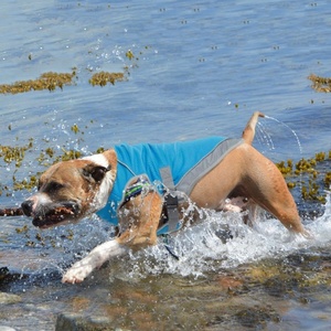 Chaleco refrigerante para perros, chaqueta transpirable de verano para perros, fresco, fresco - Product Image 2
