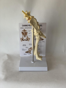 Modèle anatomique d'enseignement Yulin YL2-70009, modèle de la colonne vertébrale lombaire canine, ceinture vertébrale pelvienne, fémur, articulation lombaire canine, squelette - Product Image 2