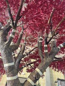 Roter gelber großer künstlicher Ahorn baum große Bäume Innen-und Außen dekoration für Innen-und Außen dekor - Product Image 4