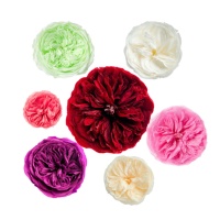 Lovebay Naturel Longue Durée 7-8cm Austin Roses Tête Immortel Pour Toujours Éternel Préservé Roses Tête dans une Boîte pour Cadeau Saint Valentin