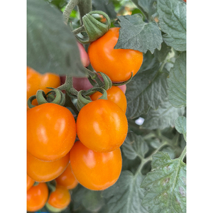 Dolce succosa piccola ciliegia gialla pomodoro frutta fresca cina frutta - Product Image 5