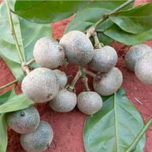 Farmtory brazzein 90: thành phần thực phẩm - Product Image 3