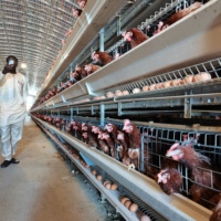 Cages à poules pondeuses semi-automatiques de type H, nouvelle génération, marque MT, best-seller