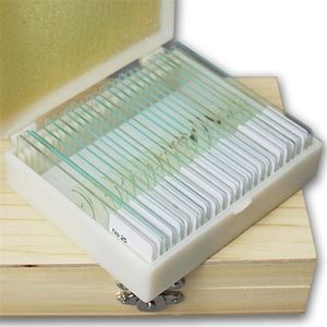 Film biologique de microscope d'enseignement de haute qualité direct en usine 50 types de préparation de cellules microbiennes de champignons et de bactéries - Product Image 4