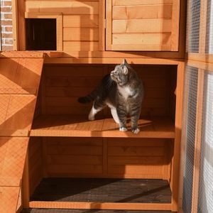 Maison de chat de luxe en bois de sapin pour extérieur, grande enclos pour chat avec accès libre, anti-évasion, en treillis métallique, cabine de repos privée, toutes saisons, pour chat - Product Image 6