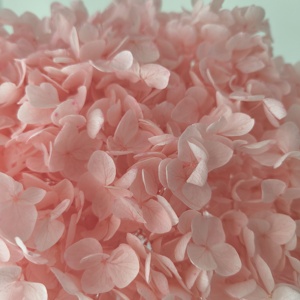 2024 ins il più popolare vero naturale <span class=keywords><strong>viola</strong></span> rosso <span class=keywords><strong>blu</strong></span> bianco verde rosa caldo ortensia lungo gambo conservato <span class=keywords><strong>fiori</strong></span> di ortensie essiccate - Product Image 4
