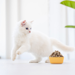 Ranova lanches para cães secos, alimentos de vitalidade para cães e gatos - Product Image 6