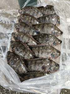 Tilapia en gros, Tilapia noire entière congelée, transformée IQF, 300-500g, 500-800g, 800g+, 1000g+, Tilapia Nilotica, emballage en vrac - Product Image 4