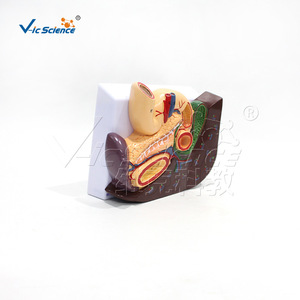 Modèle d'organes abdominaux humains ; modèle anatomique du foie, de la vésicule biliaire, du pancréas, de l'estomac et du duodénum ; aide pédagogique détachable. - Product Image 5