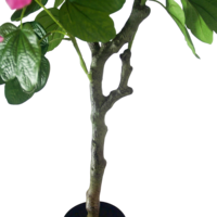 CHUANGFA Bunga Bauhinia Buatan 120cm - Dekorasi Dalam Ruangan Ramah Lingkungan dari Plastik untuk Thanksgiving & Pernikahan