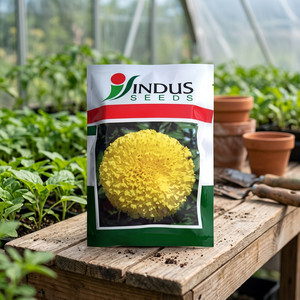 Semillas de Caléndula de Alta Calidad de la India, Paquete de 100 Semillas Gendha, Color Néctar Amarillo, INDUS SEEDS - Product Image 2